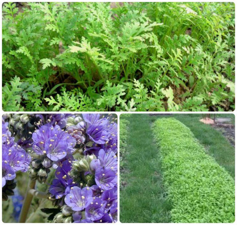 Сидераты: фацелия | Садовое обозрение/Garden review