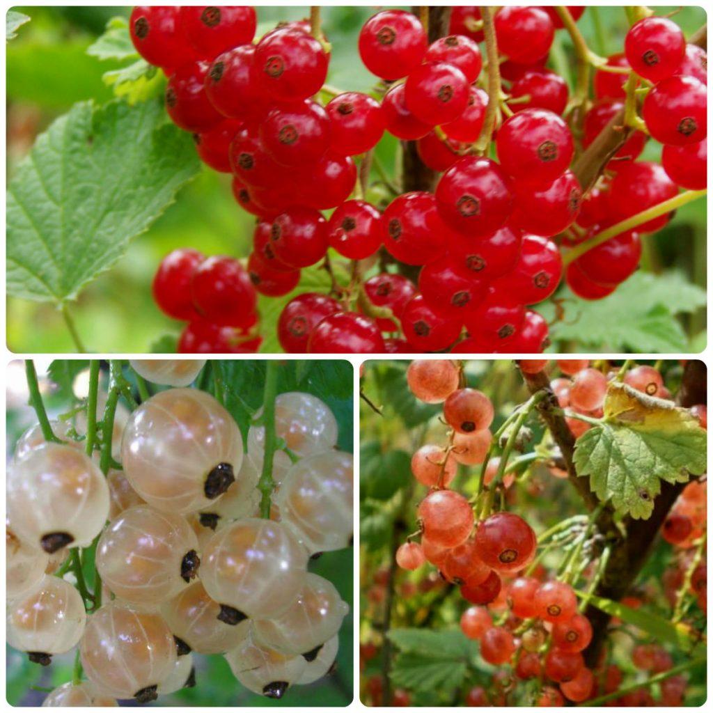 Смородина красная, белая и розовая… | Садовое обозрение/Garden review