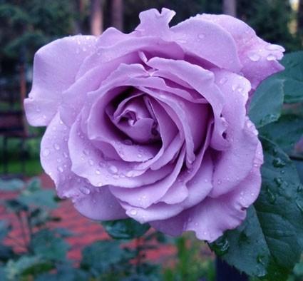 роза Blue Perfume