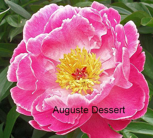 Auguste Dessert