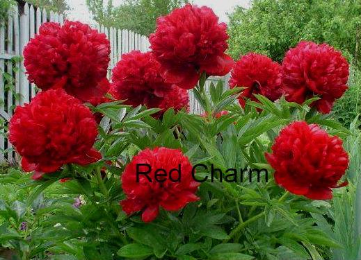 Red Charm