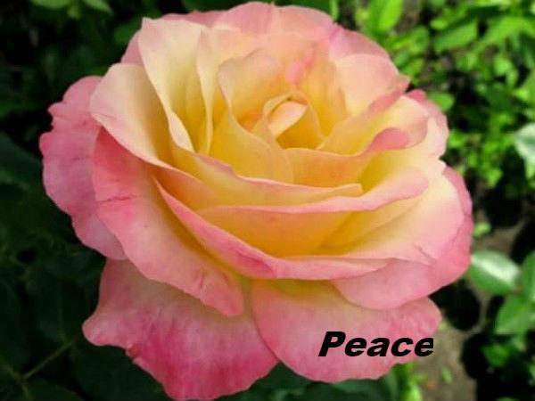 роза Peace