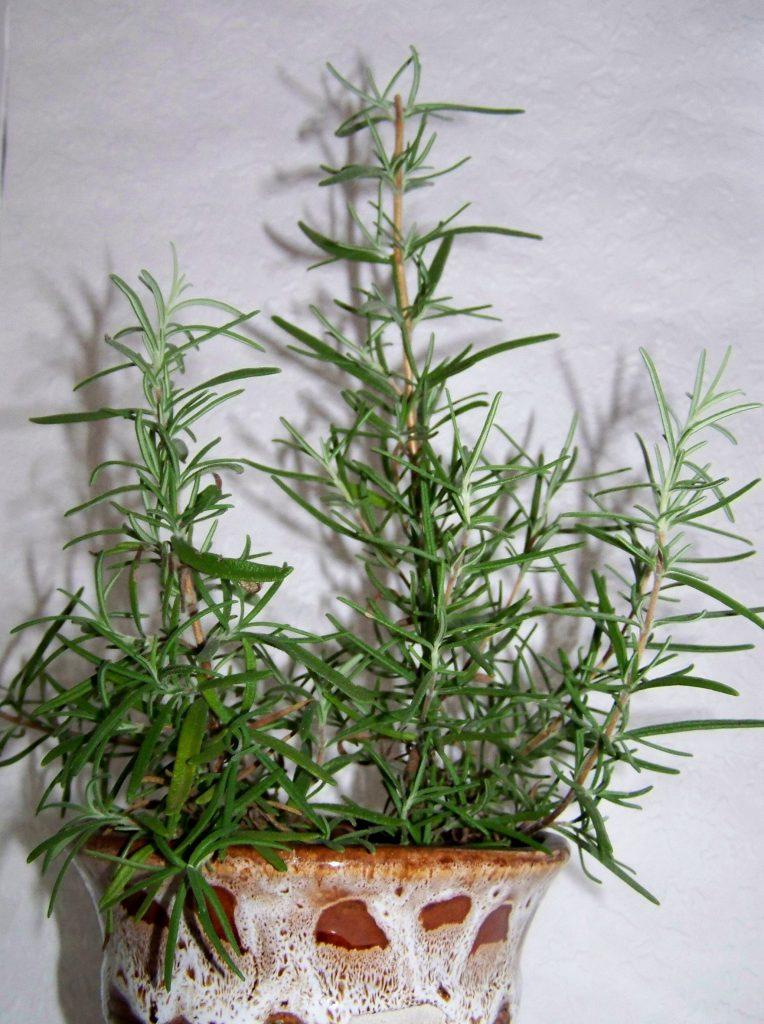 Розмарин / Rosmarinus officinalis | Садовое обозрение/Garden review