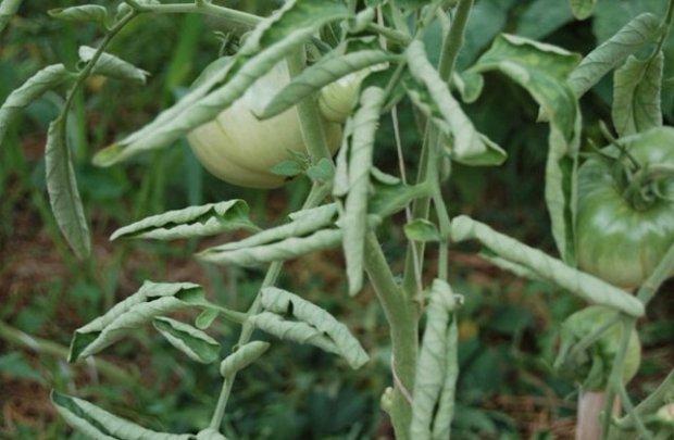 Вирус атакует томат или почему скручиваются листья