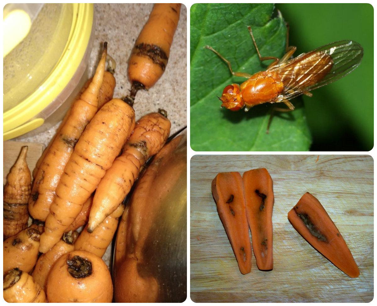 Как избавиться от подземных вредителей – медведки и морковной мухи