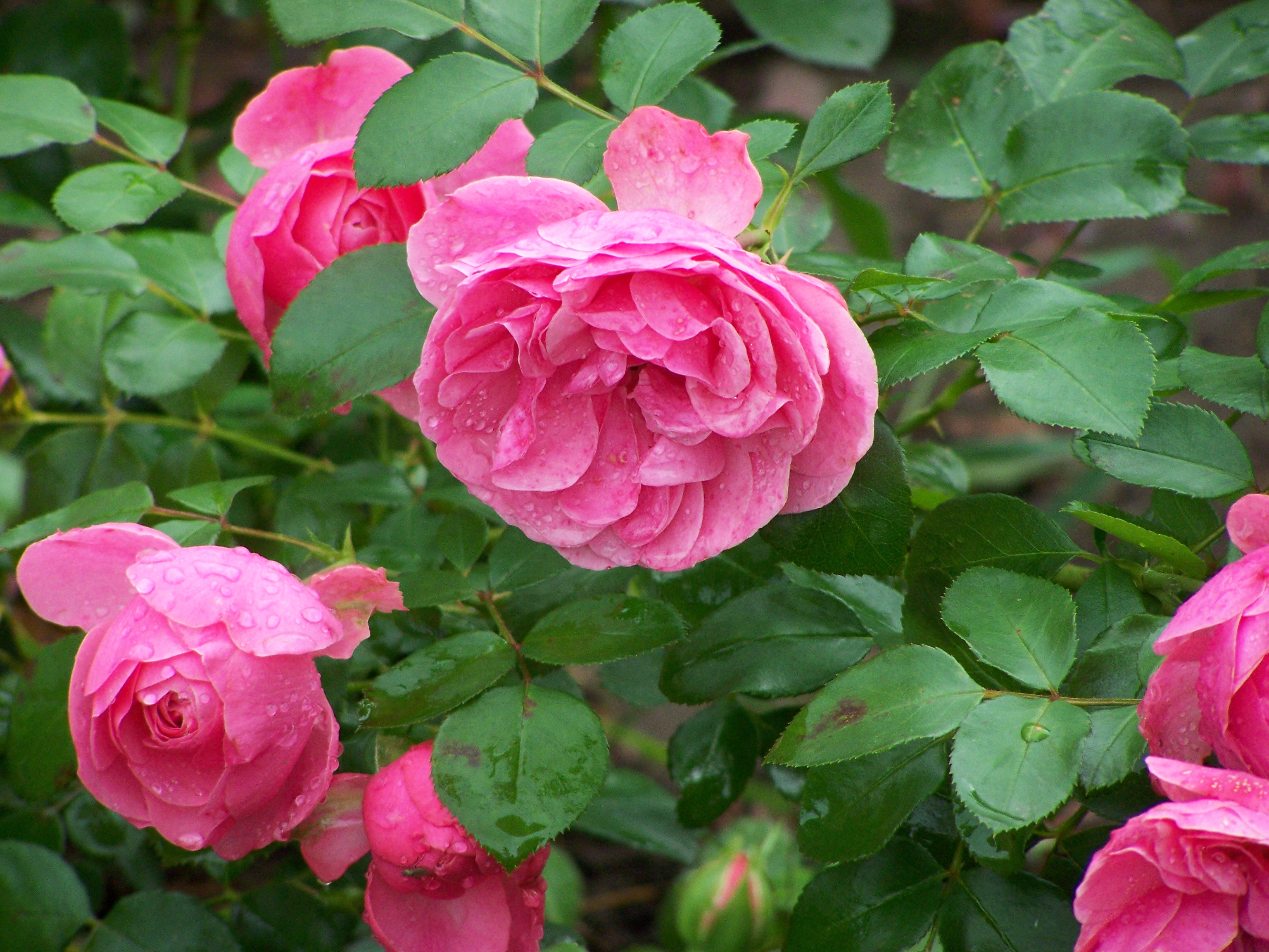 Розы: не так страшна зима, как удушающая забота садовода