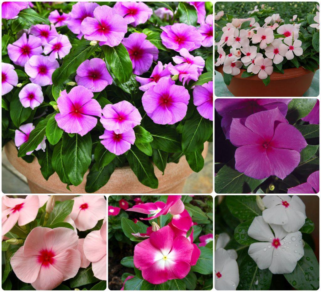 Катарантус – барвинок розовый | Садовое обозрение/Garden review