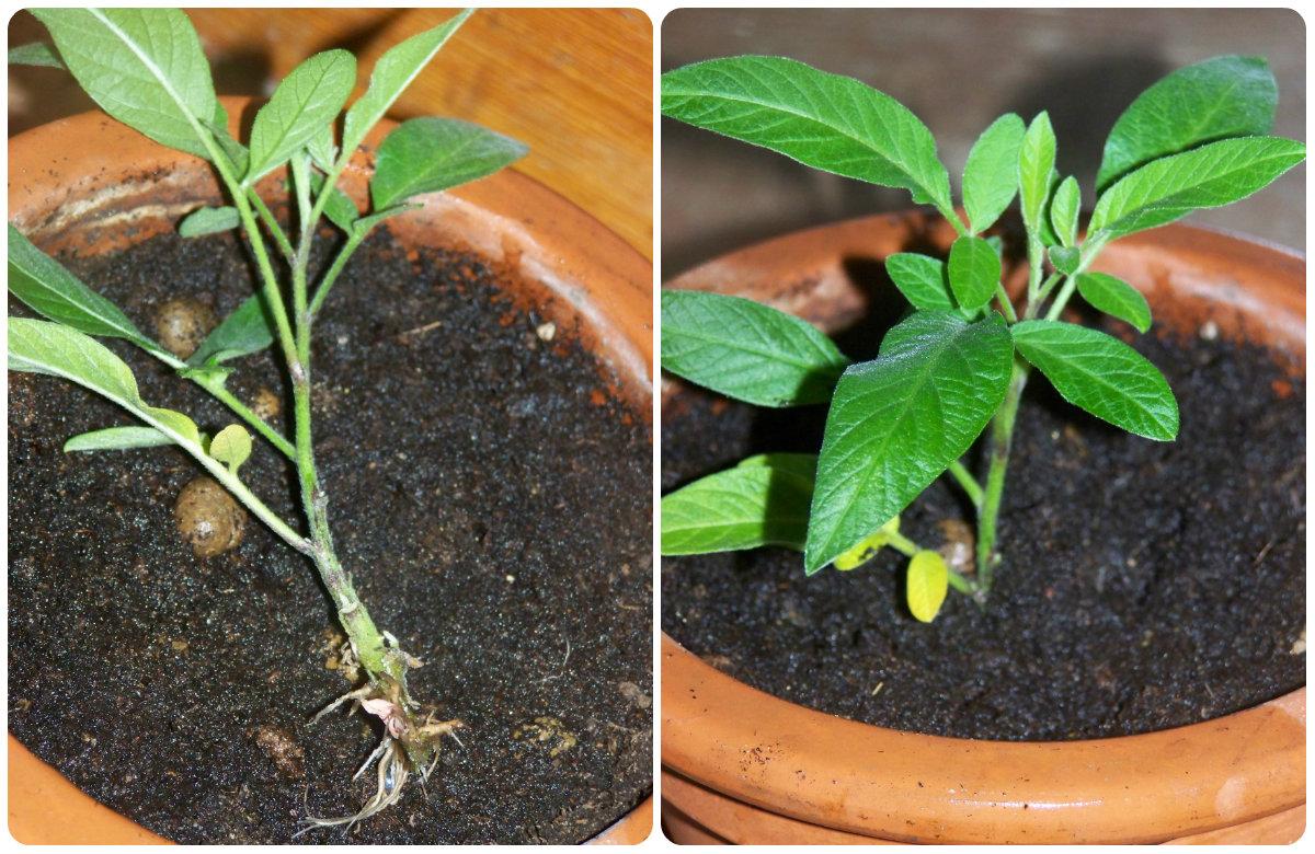 ПЕПИНО / Solanum muricatum