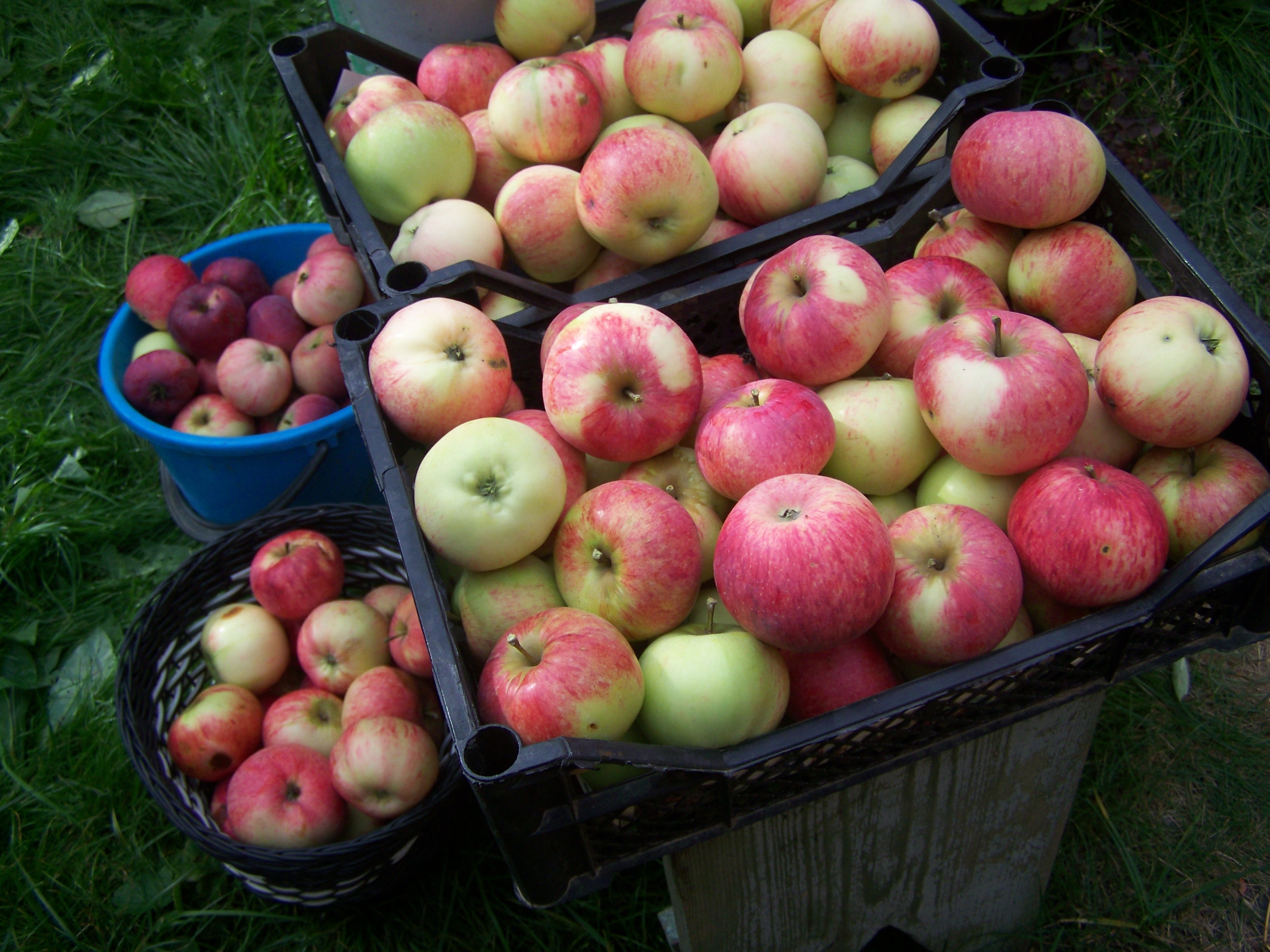 Самые ароматные яблоки русского сада