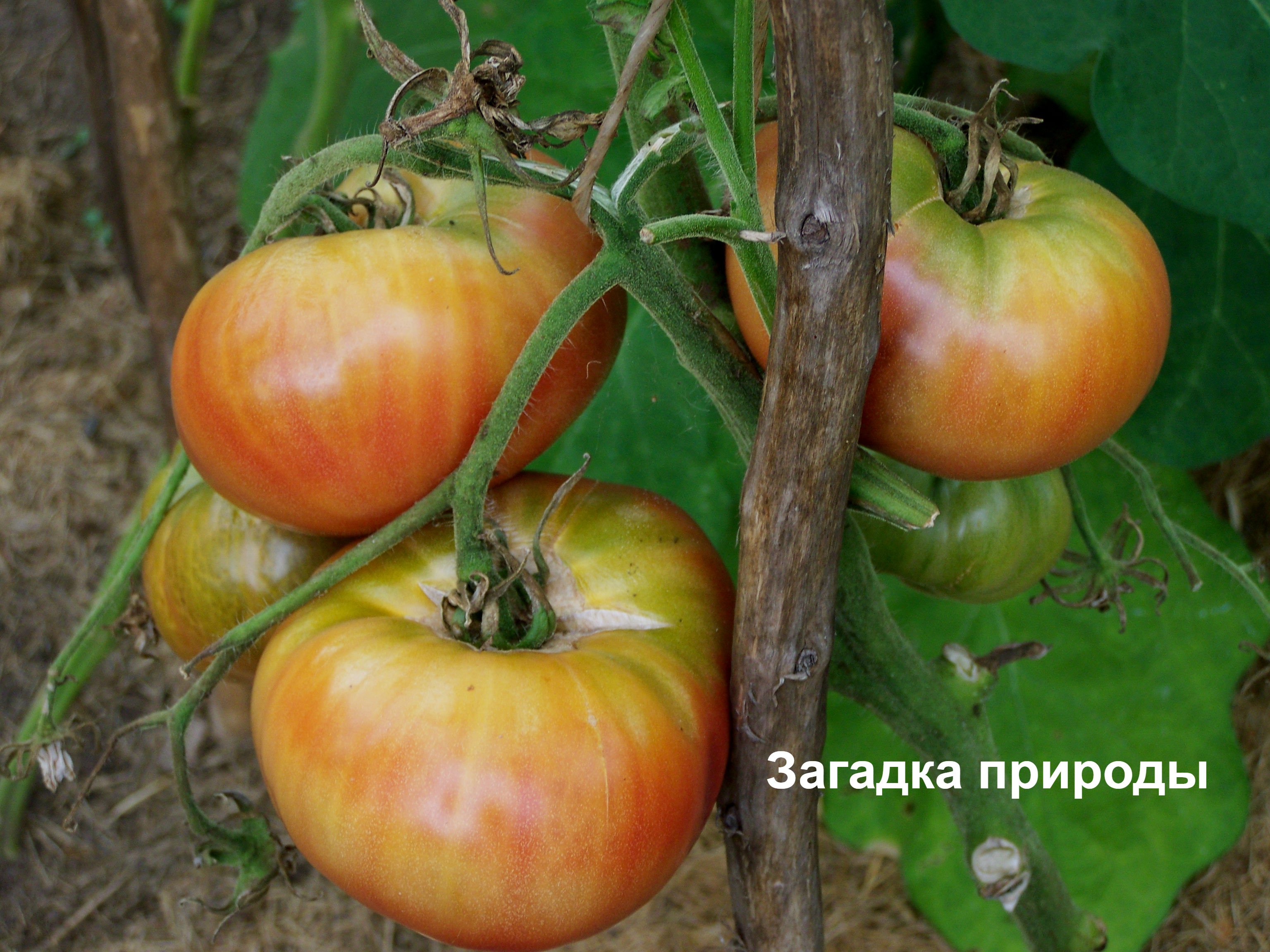 5 крупных и сладких томатов