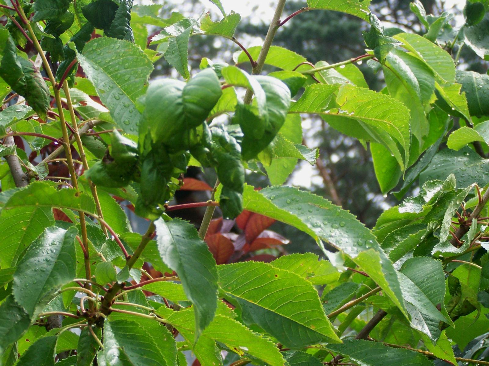Листья черешни Дроганова