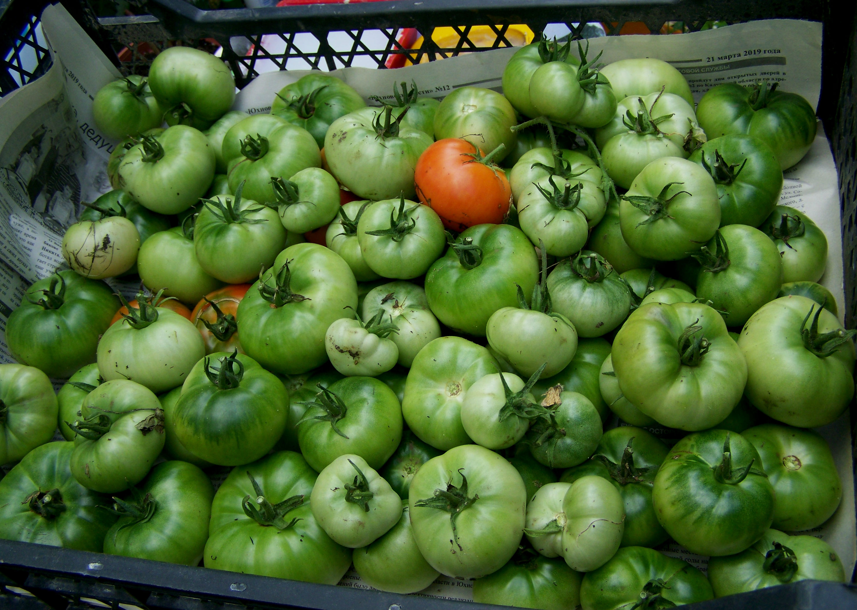 Зеленые ящики помидоры