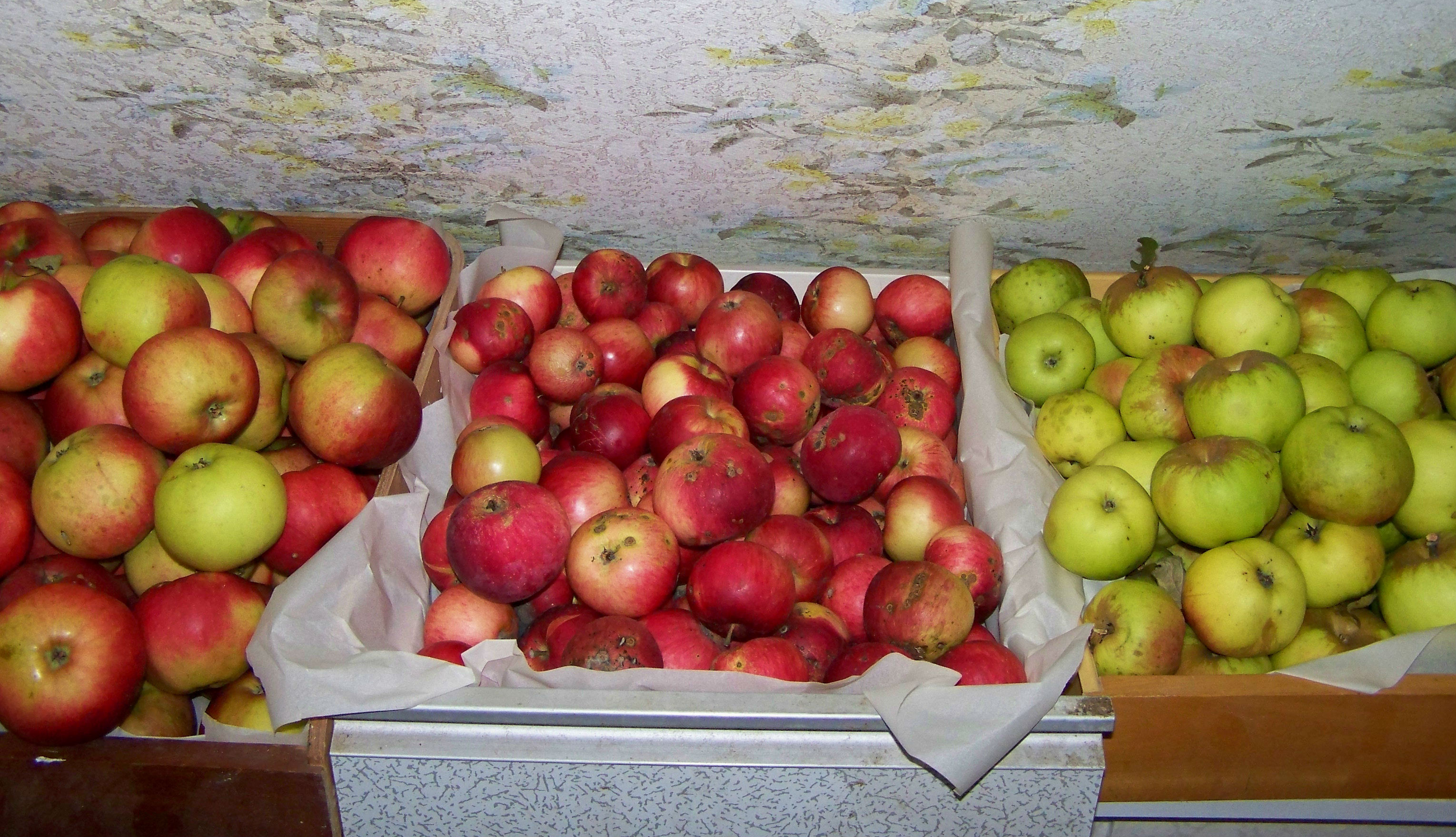 Как сохранить урожай яблок