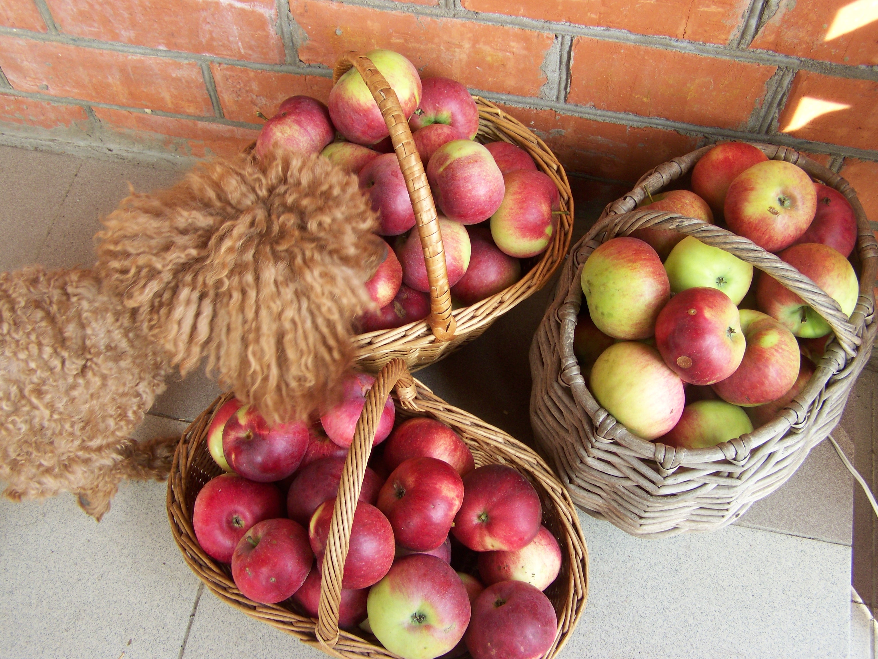 Как сохранить урожай яблок