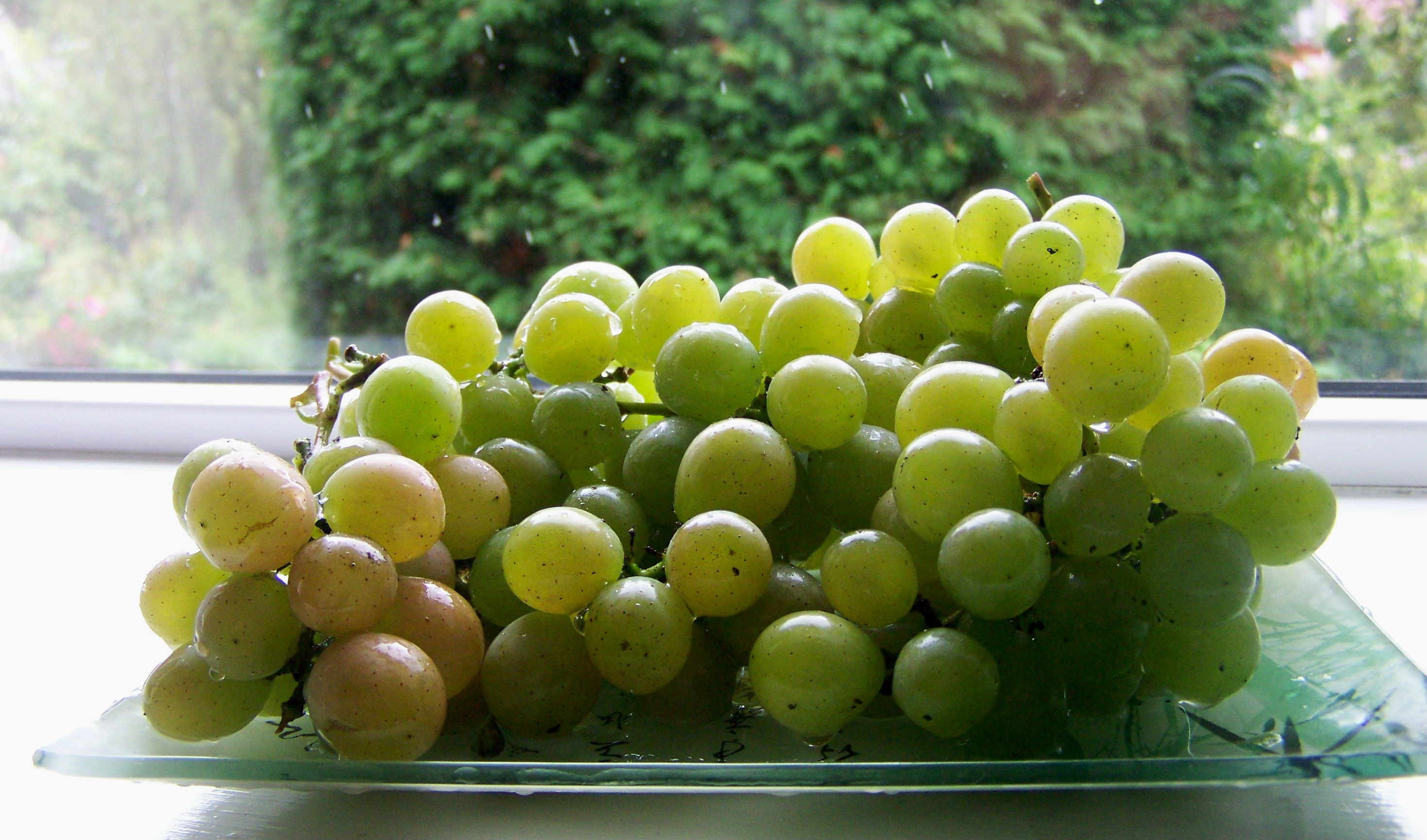 Русбол – виноград для холодного климата