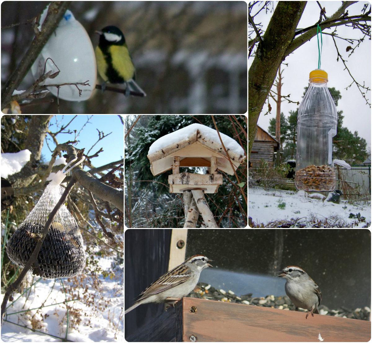 Покормим птиц зимой