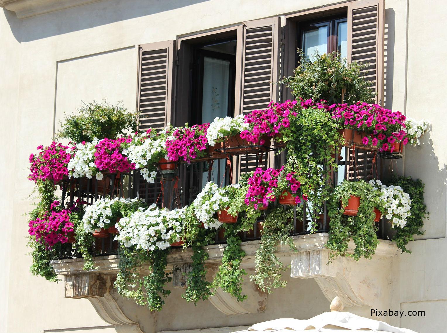 Цветы для балкона и террасы