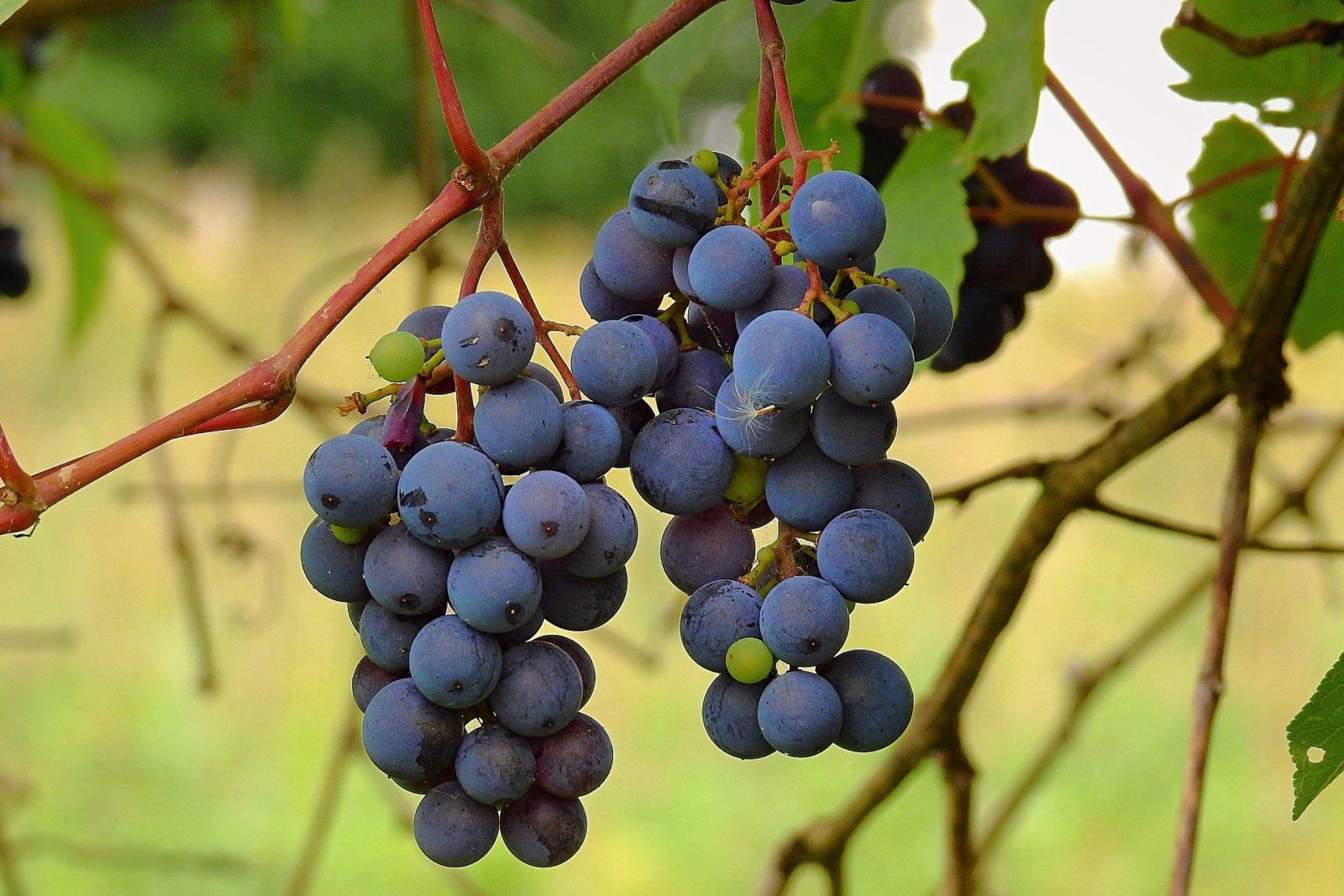 Виноград: правила посадки