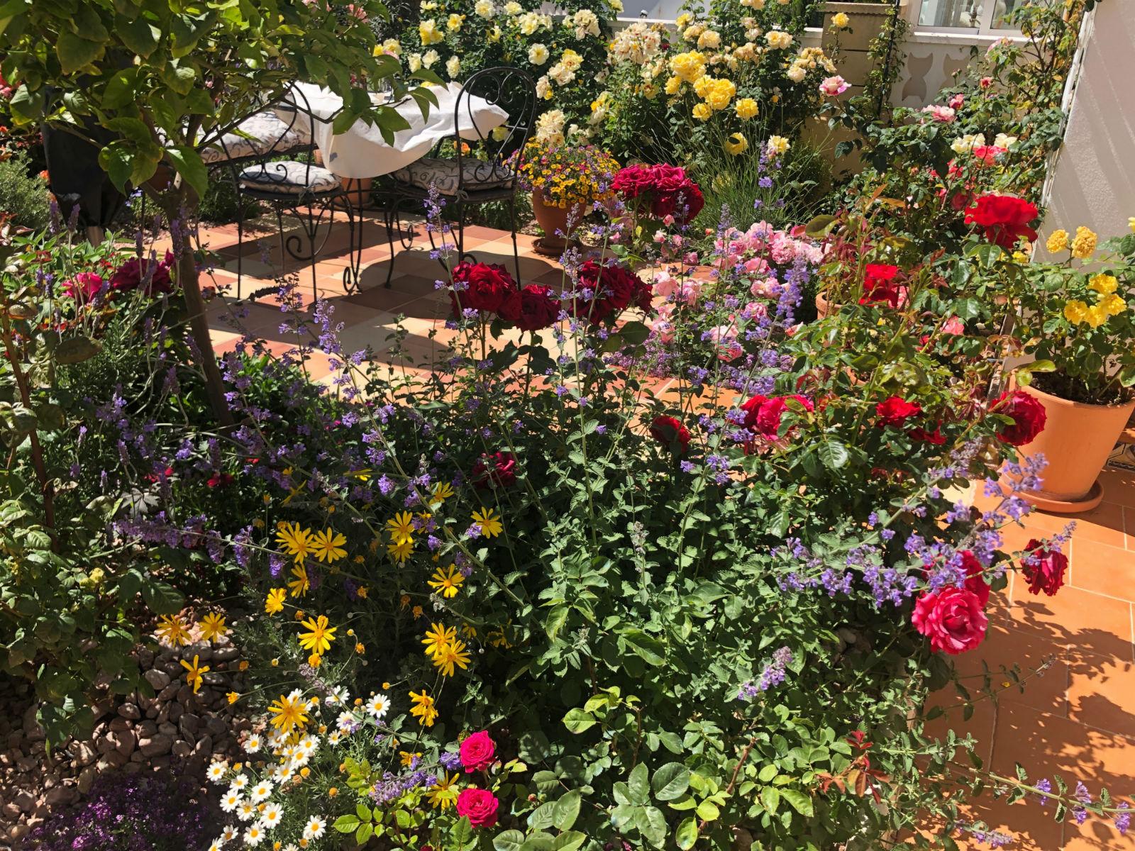 Розовый сад в Аликанте