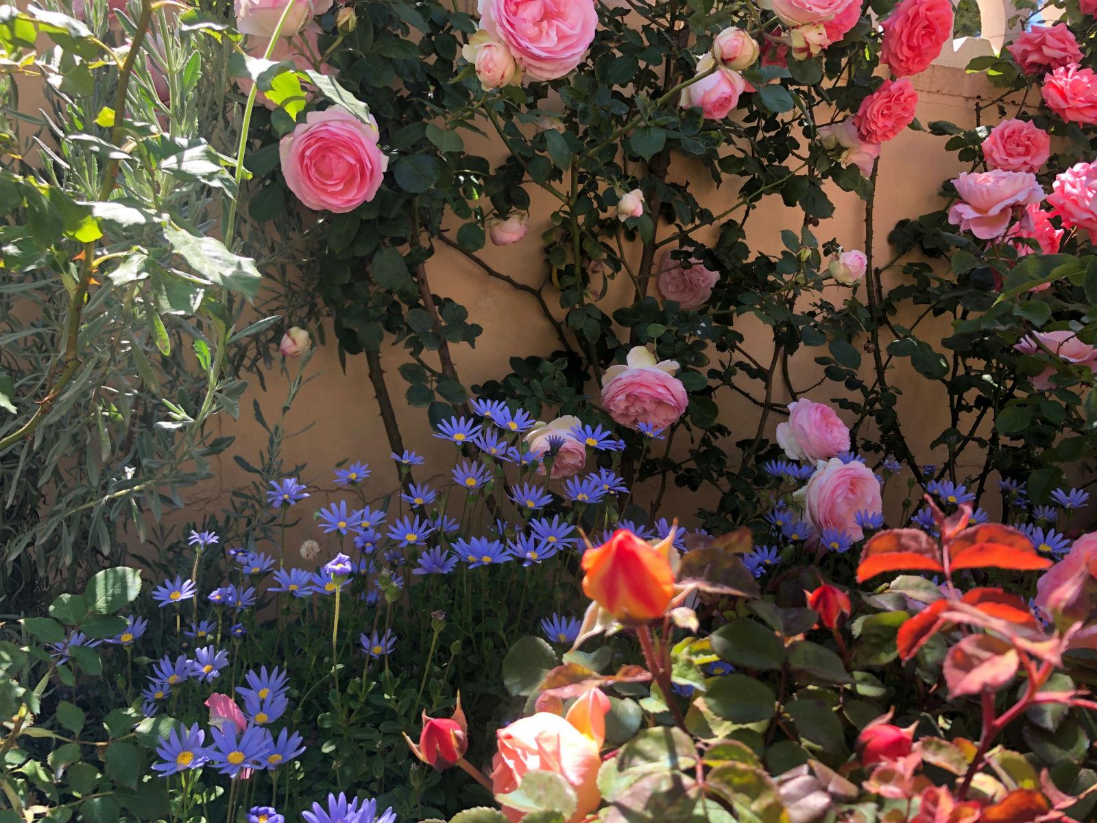 Розовый сад в Аликанте