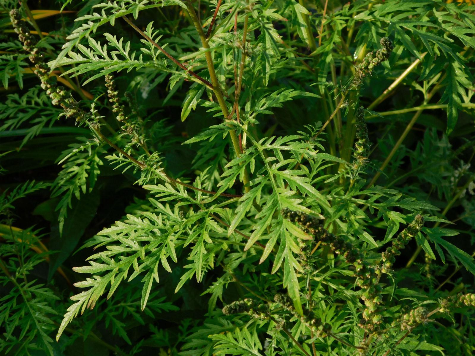 Семена Амброзии Фото — Mixyfotos.ru