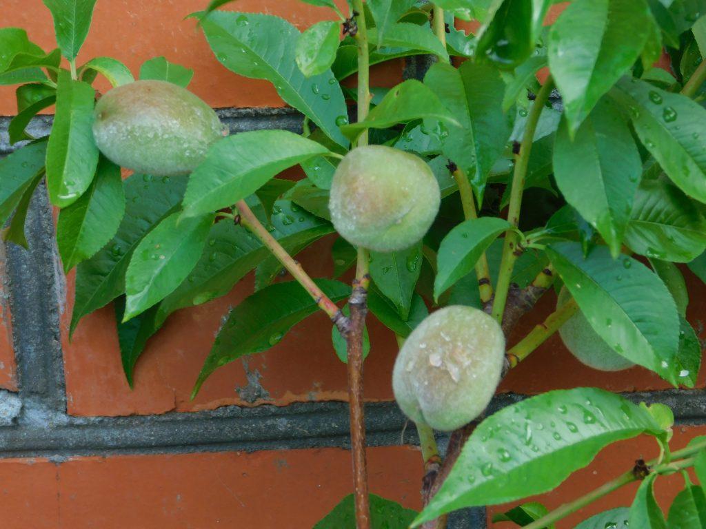 Переживет ли персик суровую зиму