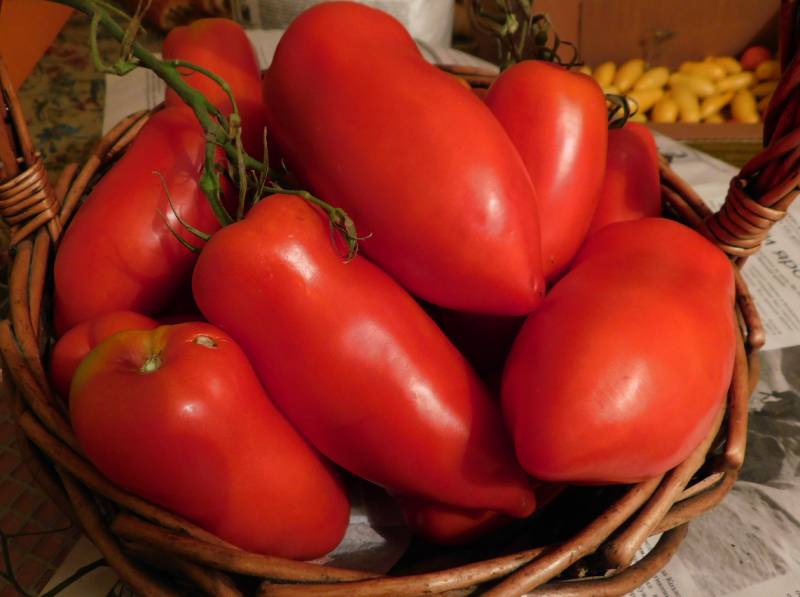 Корнабель — сладкая плоть помидора