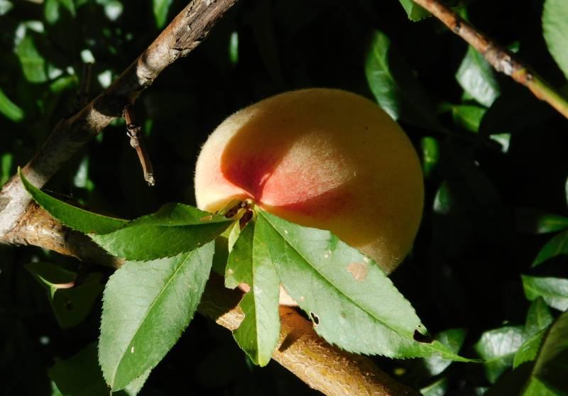 Персики для сурового климата