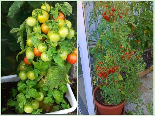 Томаты в горшках: плюсы и минусы