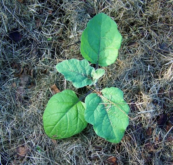 Что положить в лунку при высадке рассады