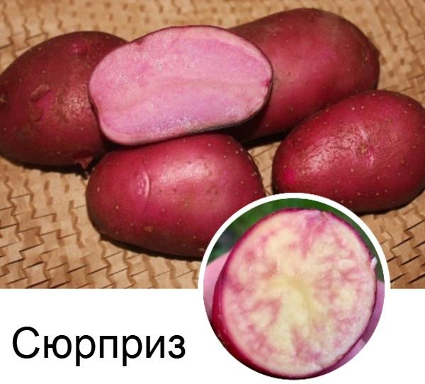 Картофель: необычные сорта