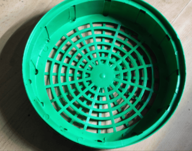 Сажаю тюльпаны даже под снег