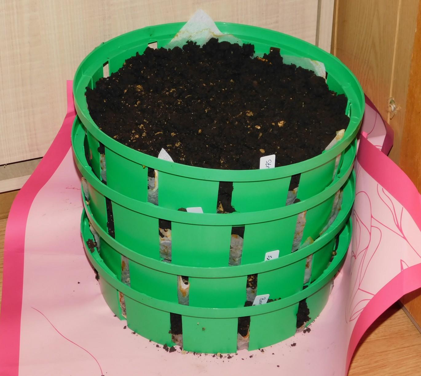 Сажаю тюльпаны даже под снег