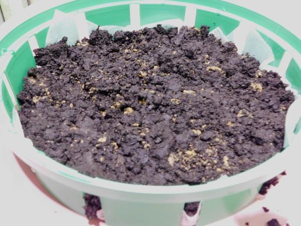 Сажаю тюльпаны даже под снег