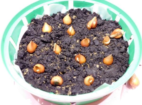 Сажаю тюльпаны даже под снег