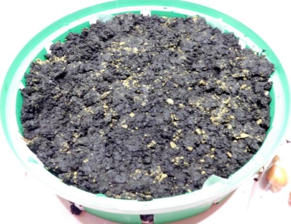 Сажаю тюльпаны даже под снег