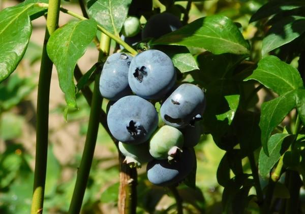 Голубика: секреты больших урожаев