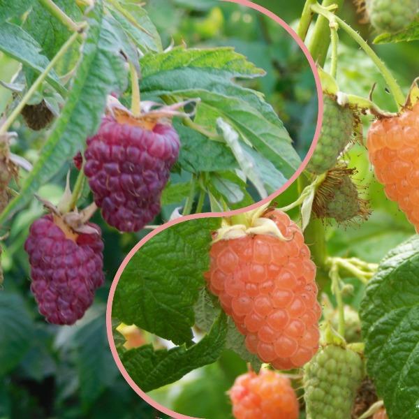 Малина ремонтантная: секреты больших урожаев