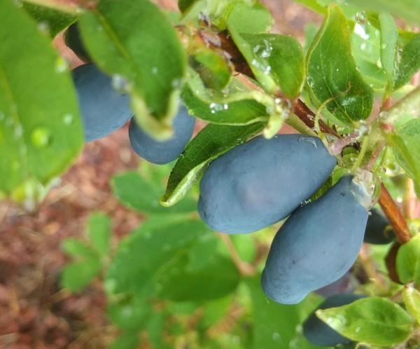 Жимолость: секреты больших урожаев