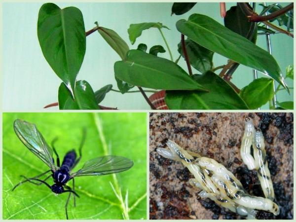 Чёрные мошки в доме: грибной комарик