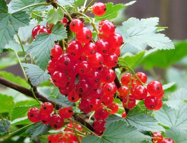 Смородина красная: секреты больших урожаев