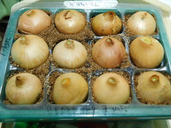 Мини-тепличка для рассады