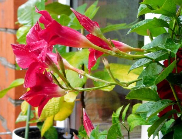 Кислая почва для комнатных растений