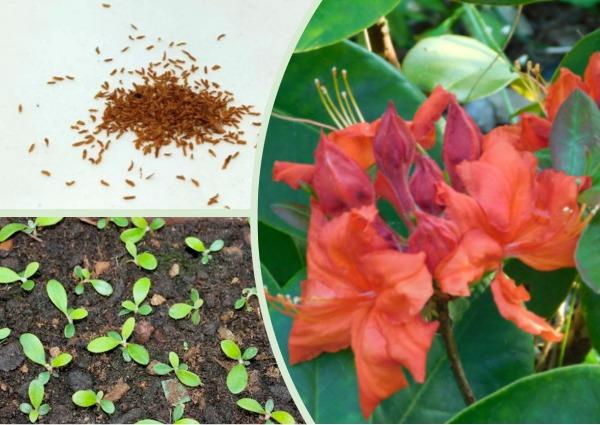 Рододендрон из семян