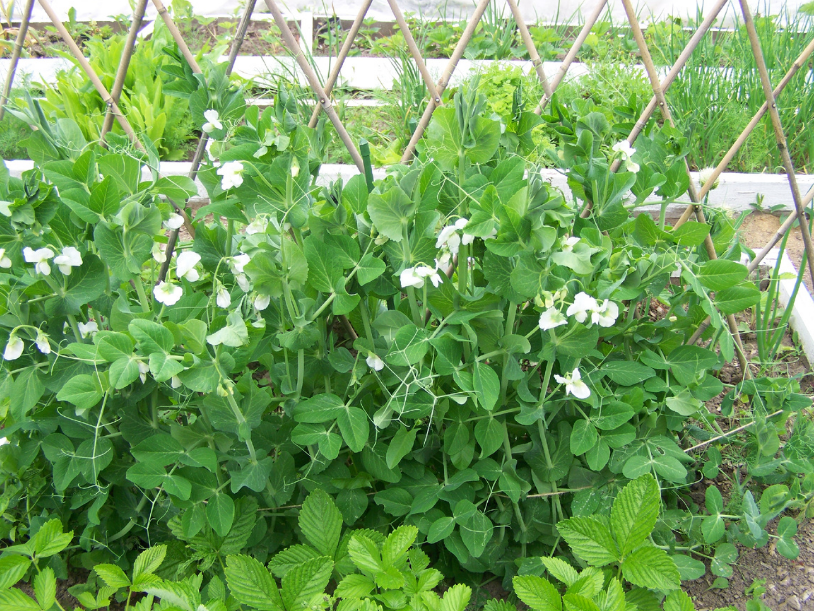 Какой горох буду обязательно сажать в своём саду