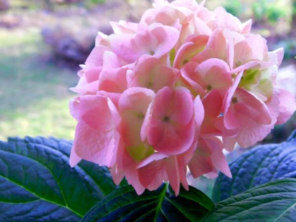 Меняем цвет гортензии