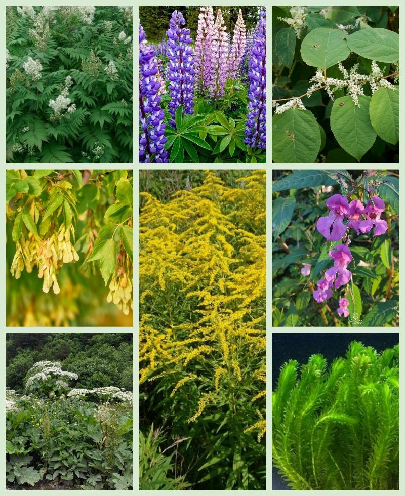 Штраф за клён на даче