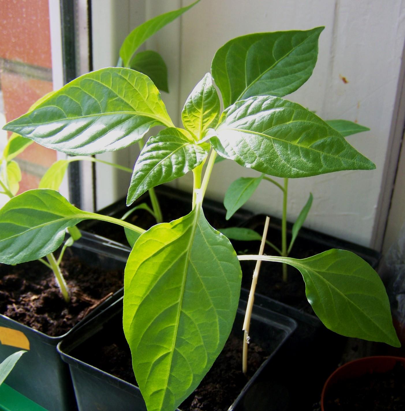 Сроки посева на рассаду перцев