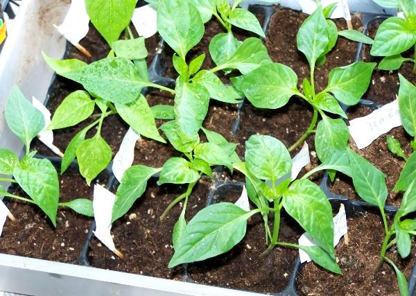 Перец сладкий: рассада своими руками