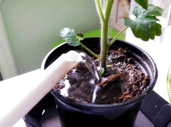 Вода для полива рассады